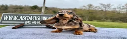Miniature Dachshund dogs for sale: AKC Russian- Pra clear sale - Ad 3