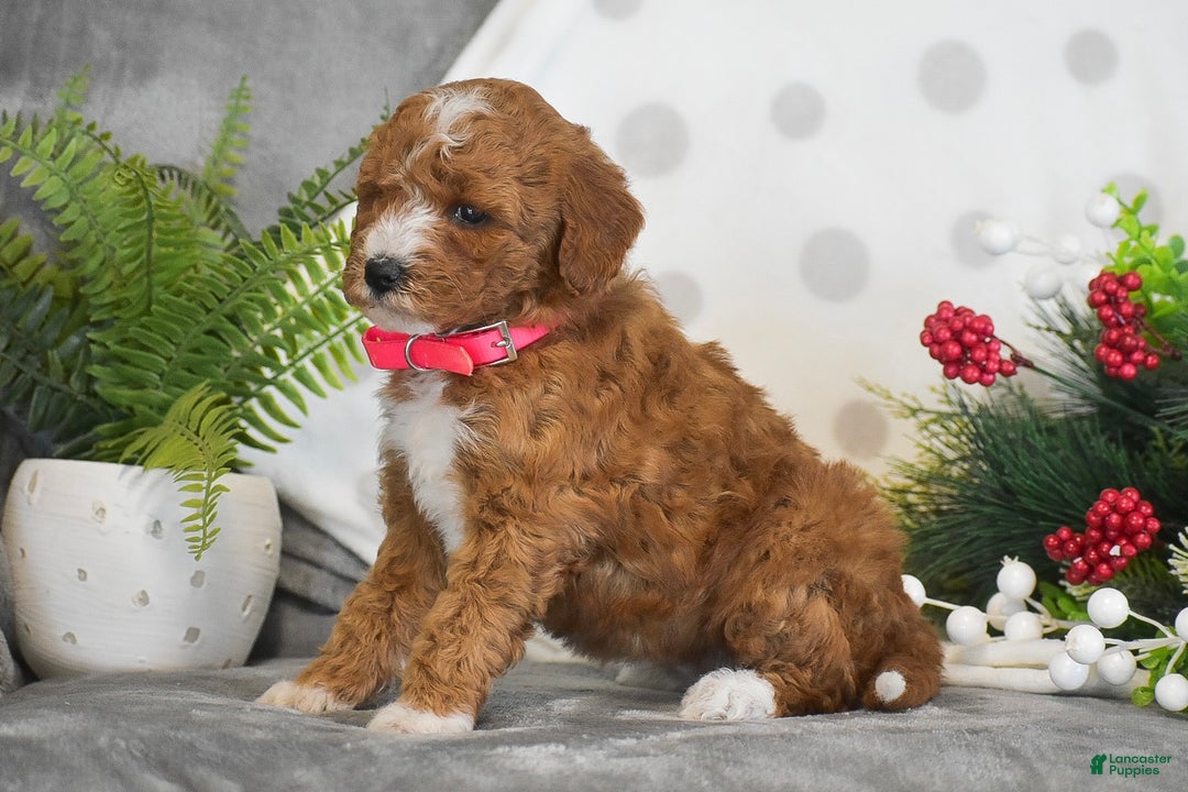 Mini Goldendoodle dogs for sale: Rosie - Ad 3