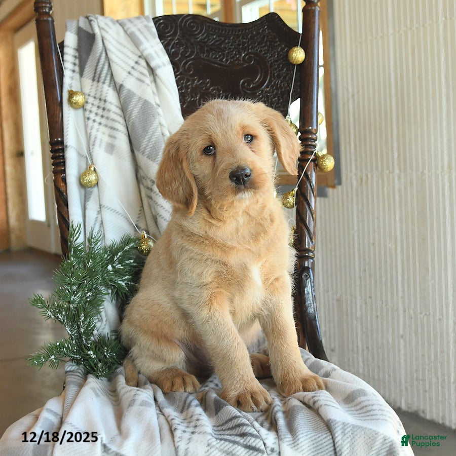 Labradoodle dogs Duncan - Ad 10