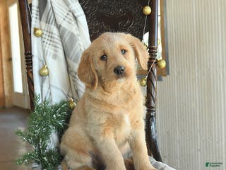 Labradoodle dogs Duncan - Ad 24