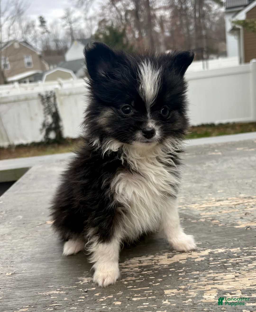 Mixed Breed dogs for sale: Oliver - Ad 1