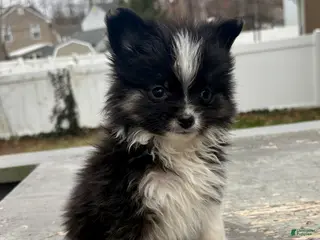 Mixed Breed dogs Oliver - Ad 15