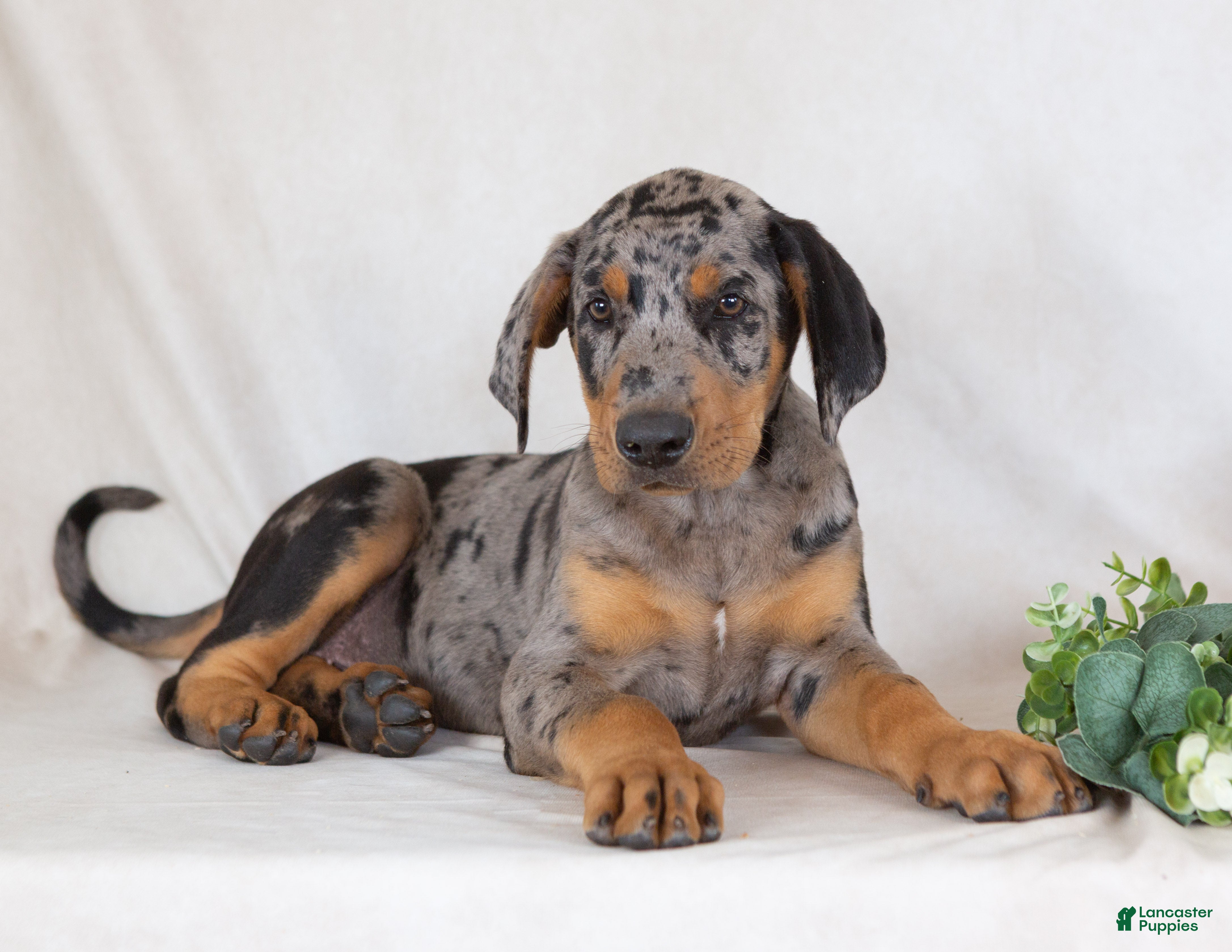Mixed Breed dogs Warrior - Ad 1