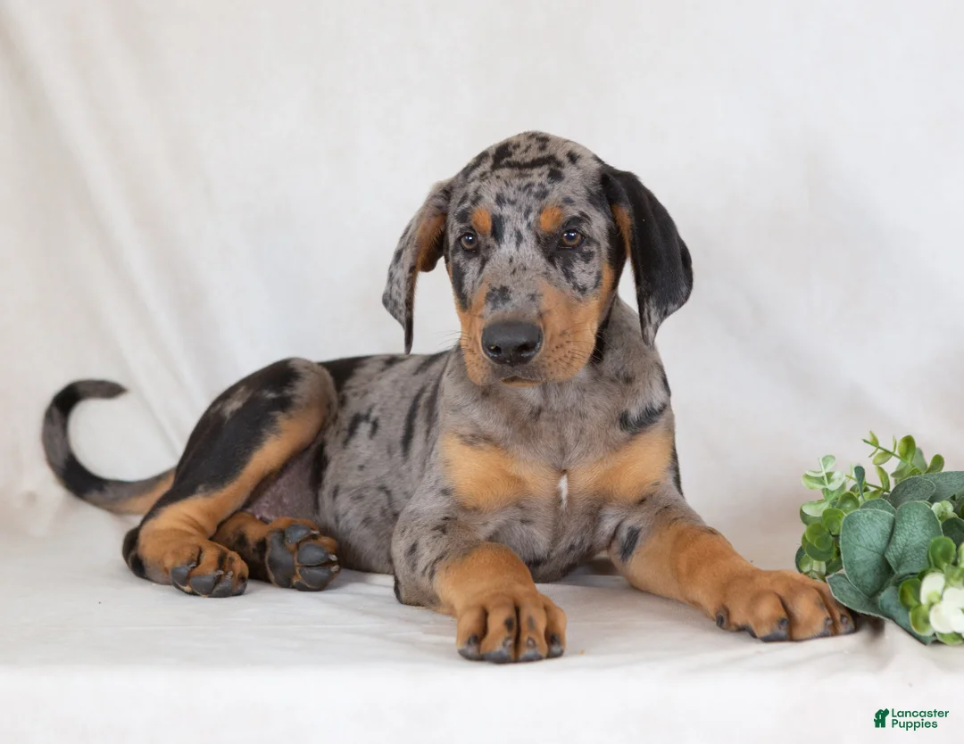 Mixed Breed dogs for sale: Warrior - Ad 1
