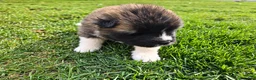 Akita dogs for sale: Oliver - Ad 1