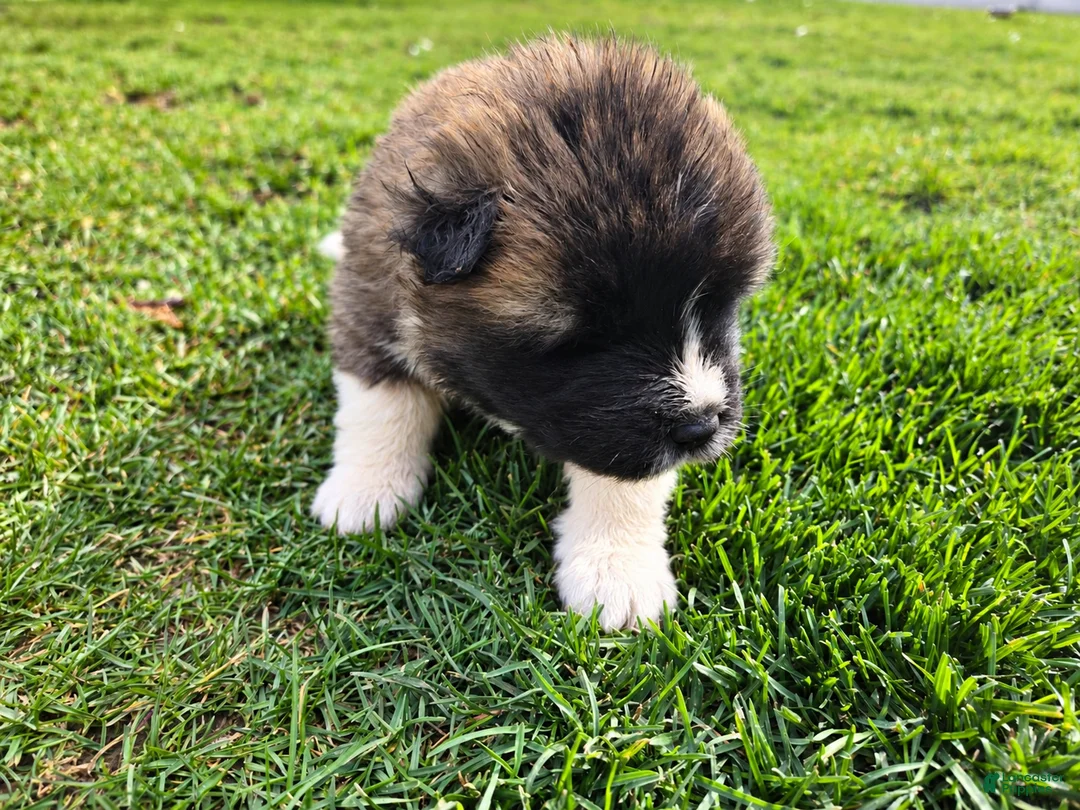 Akita dogs for sale: Oliver - Ad 1