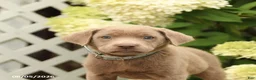 Labrador Retriever dogs for sale: Milly - Ad 4