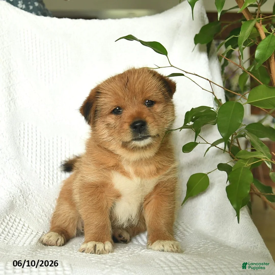 Shiba Inu dogs for sale: Ranger  - Ad 1