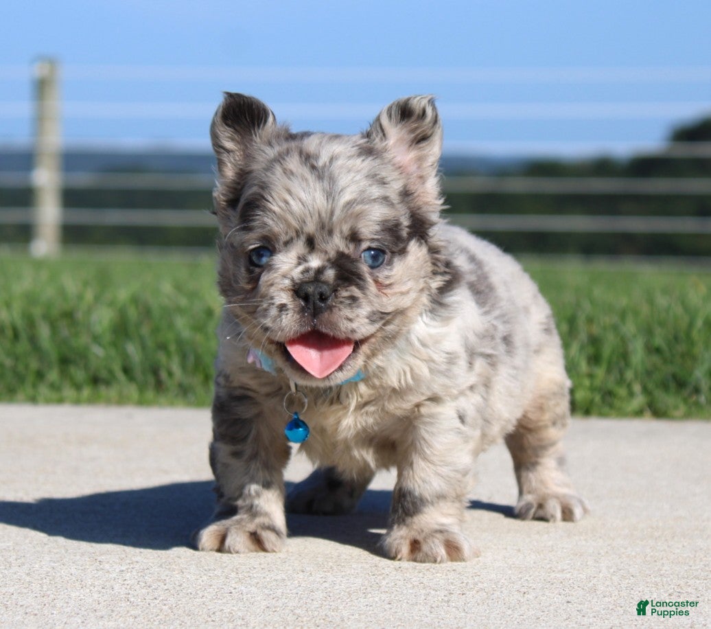 French Bulldog dogs Hank - Ad 2