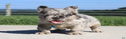 French Bulldog dogs for sale: Hank - Ad 2
