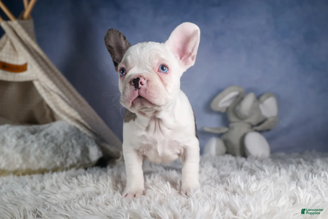 Frenchton dogs for sale: IZZY - Ad 12