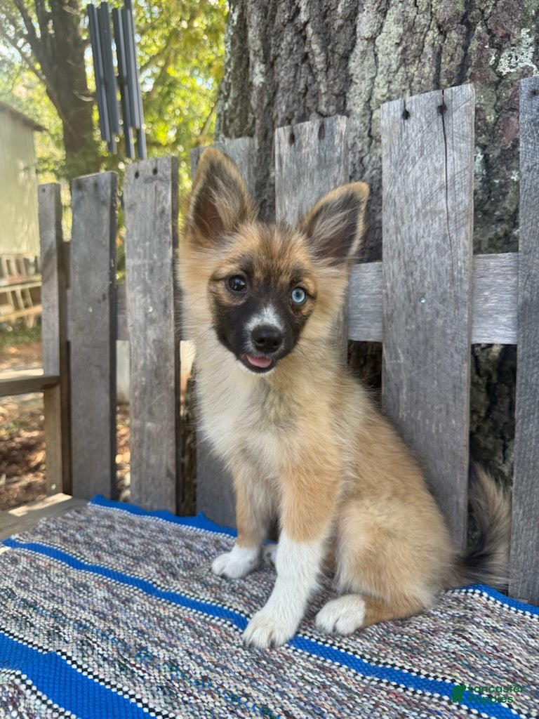 Pomsky dogs Waffles - Ad 2