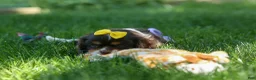 Cavalier King Charles Spaniel dogs for sale:  Arthur 🐶 - Ad 7