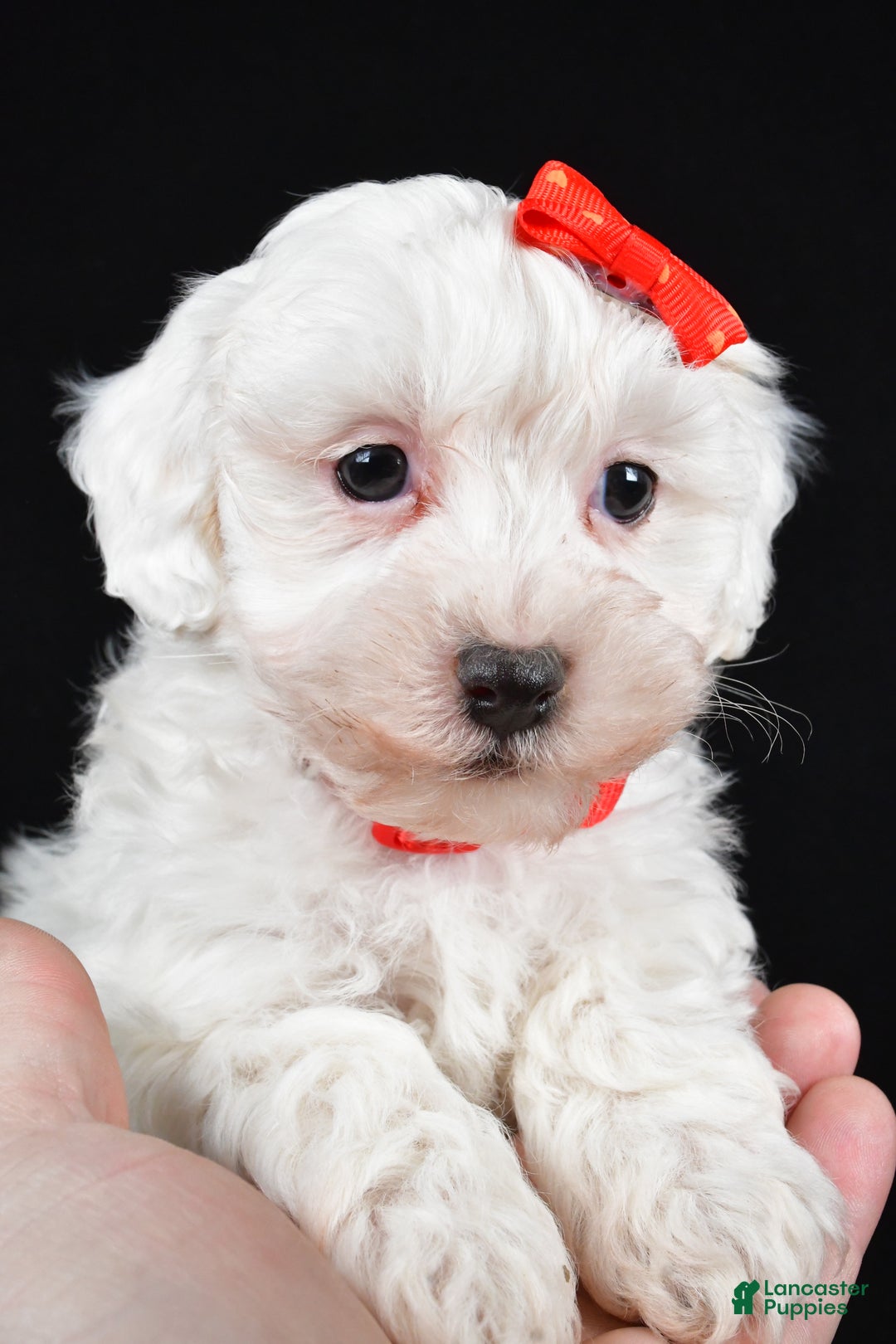 Maltipoo dogs for sale: Jasper - Ad 10