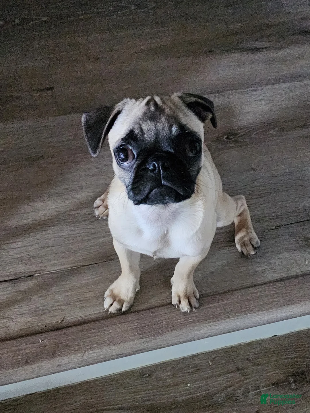 Mixed Breed dogs for sale: Mixed Breed Puppy 1 - Ad 6