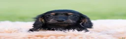 Miniature Dachshund dogs for sale: Tootsie AKC - Ad 2