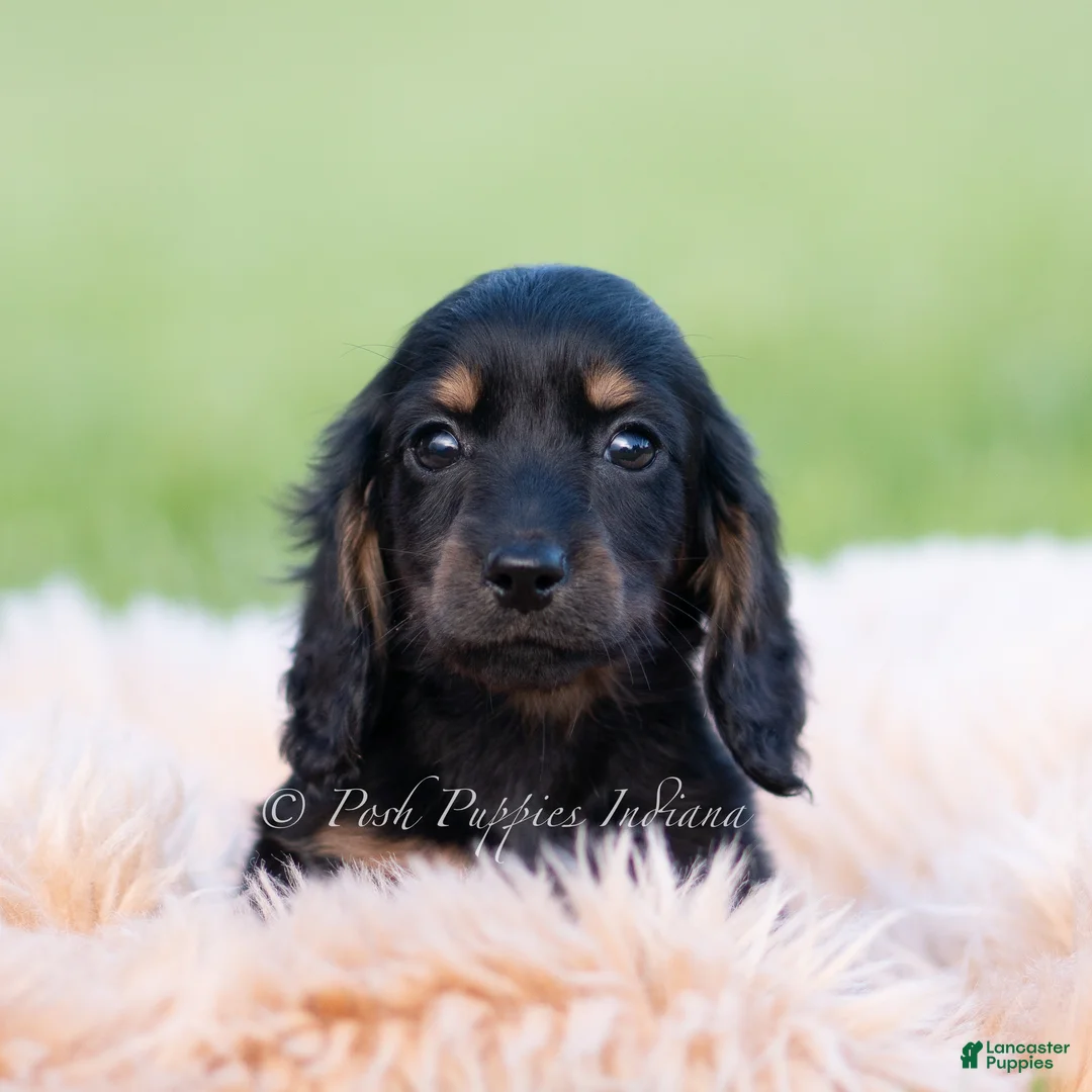 Miniature Dachshund dogs for sale: Tootsie AKC - Ad 2