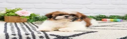 Shih Tzu dogs for sale: Flower  - Ad 5
