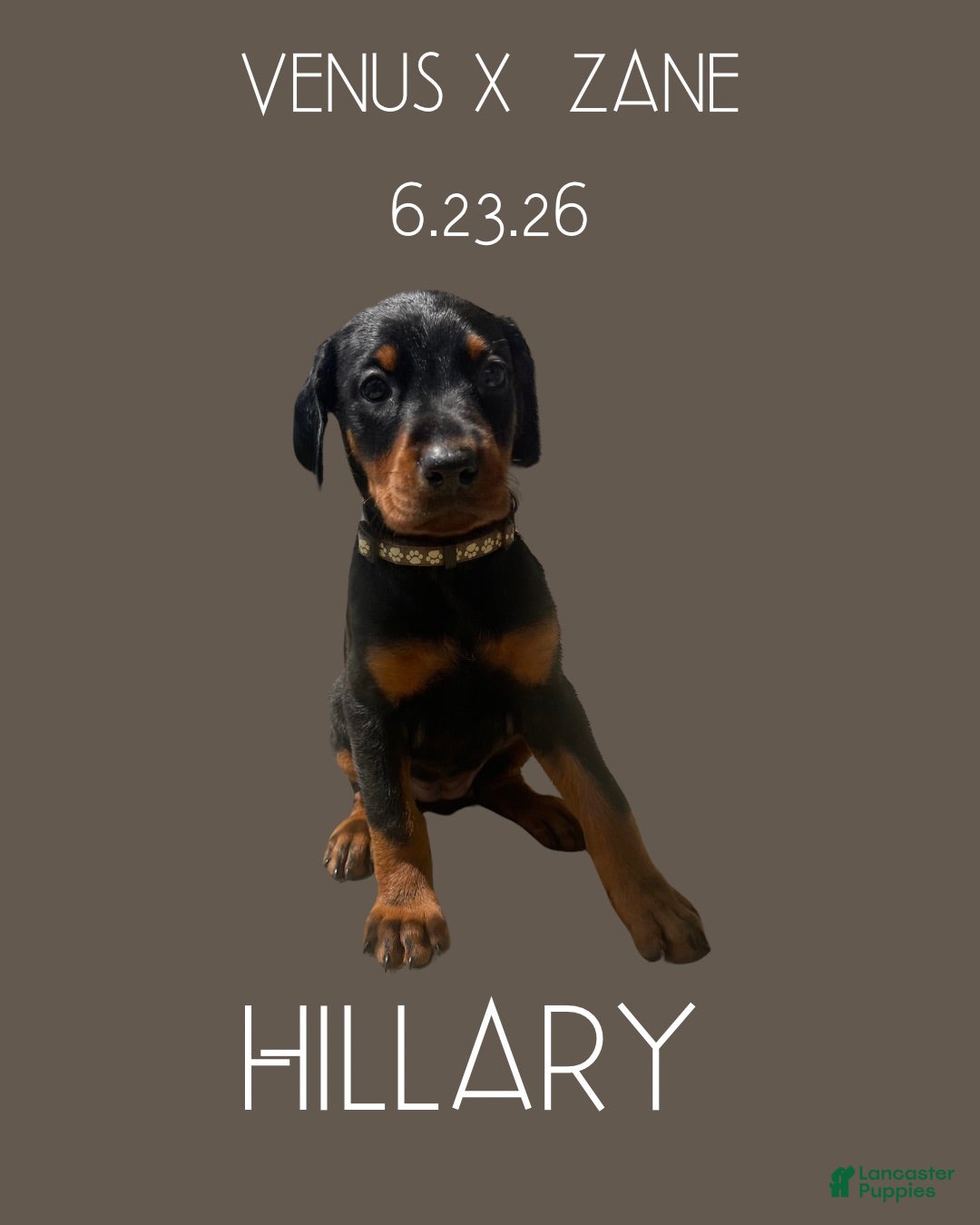 Doberman Pinscher dogs Hillary - Ad 1