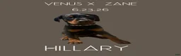 Doberman Pinscher dogs for sale: Hillary - Ad 1