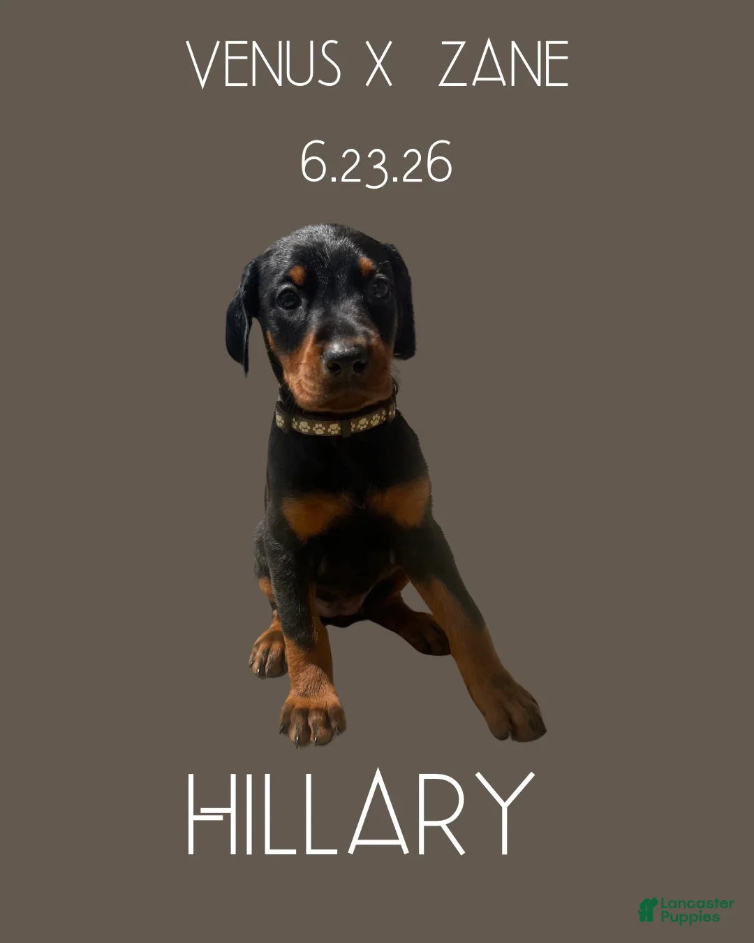 Doberman Pinscher dogs for sale: Hillary - Ad 1