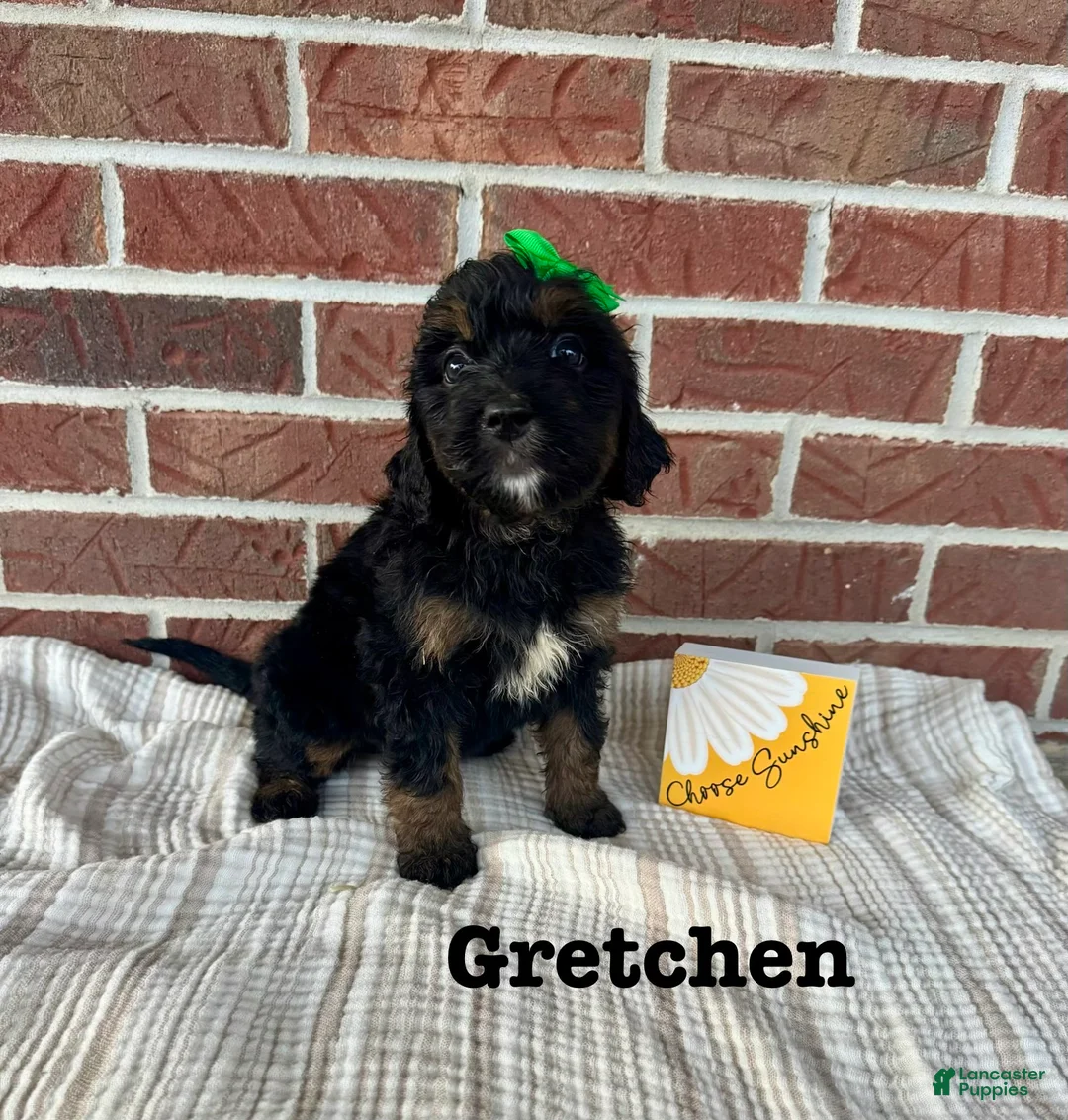 Bernedoodle dogs for sale: Gretchen  - Ad 2