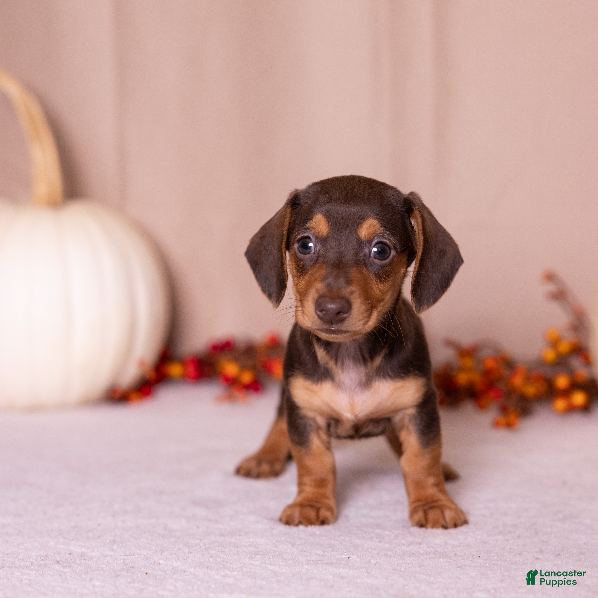 Miniature Dachshund dogs Scout - Ad 1