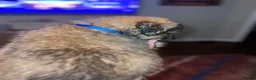 Mixed Breed dogs for sale: Mixed Breed 4 - Ad 2