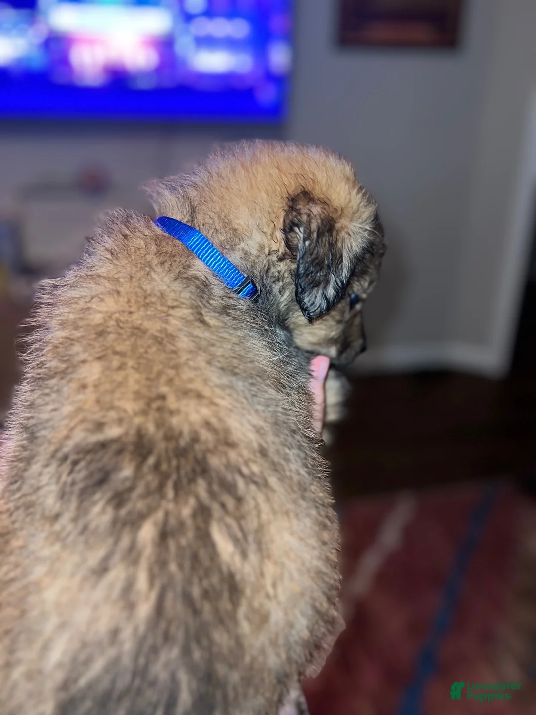 Mixed Breed dogs for sale: Mixed Breed 4 - Ad 2