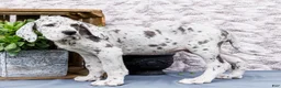 Great Dane dogs for sale: Kelsey - Ad 4
