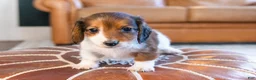 Miniature Dachshund dogs for sale: Sir Wigglebottom - Ad 3