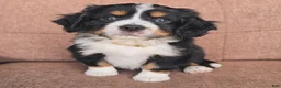 Miniature Bernese Mountain Dog dogs for sale: Dublin - Ad 1