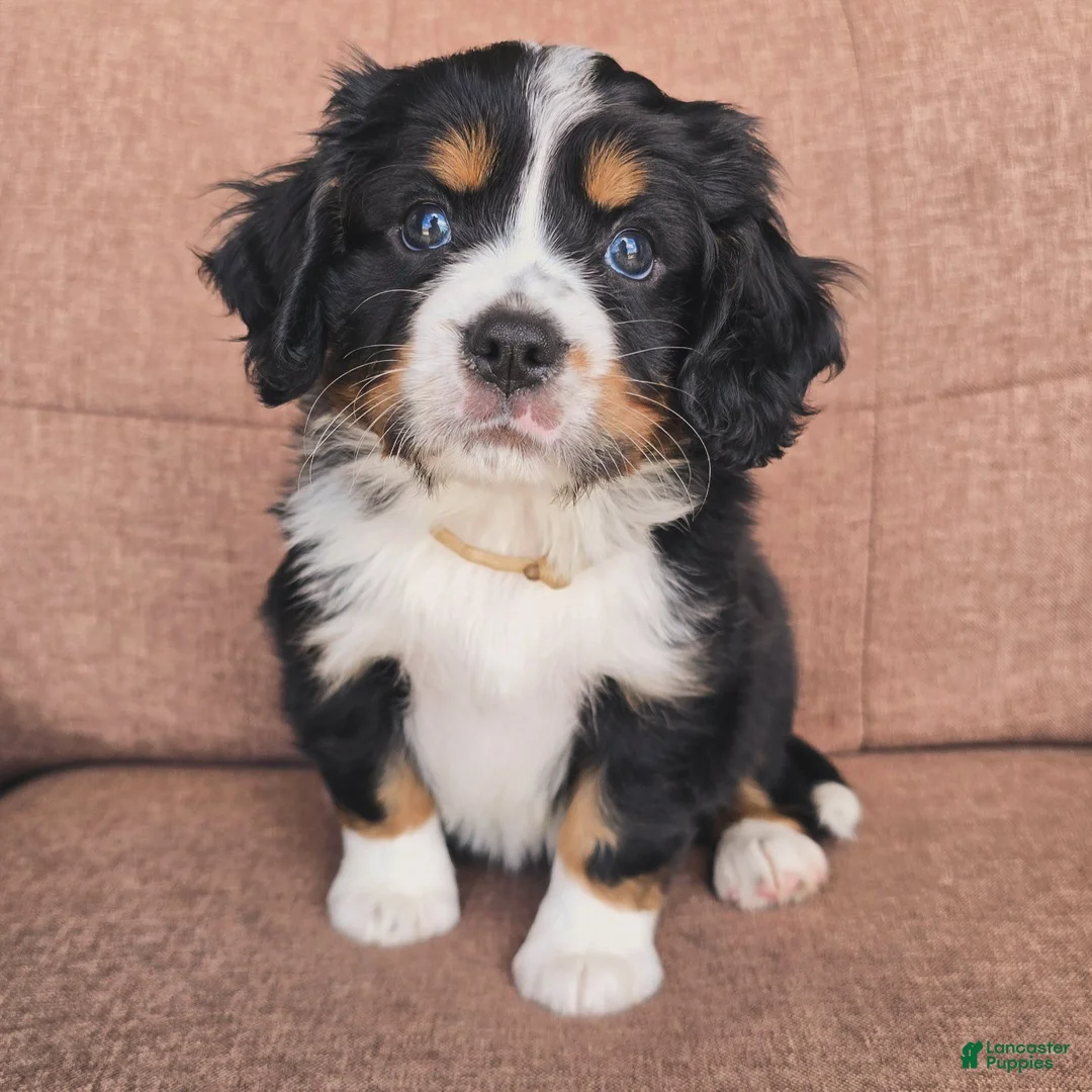 Miniature Bernese Mountain Dog dogs for sale: Dublin - Ad 1