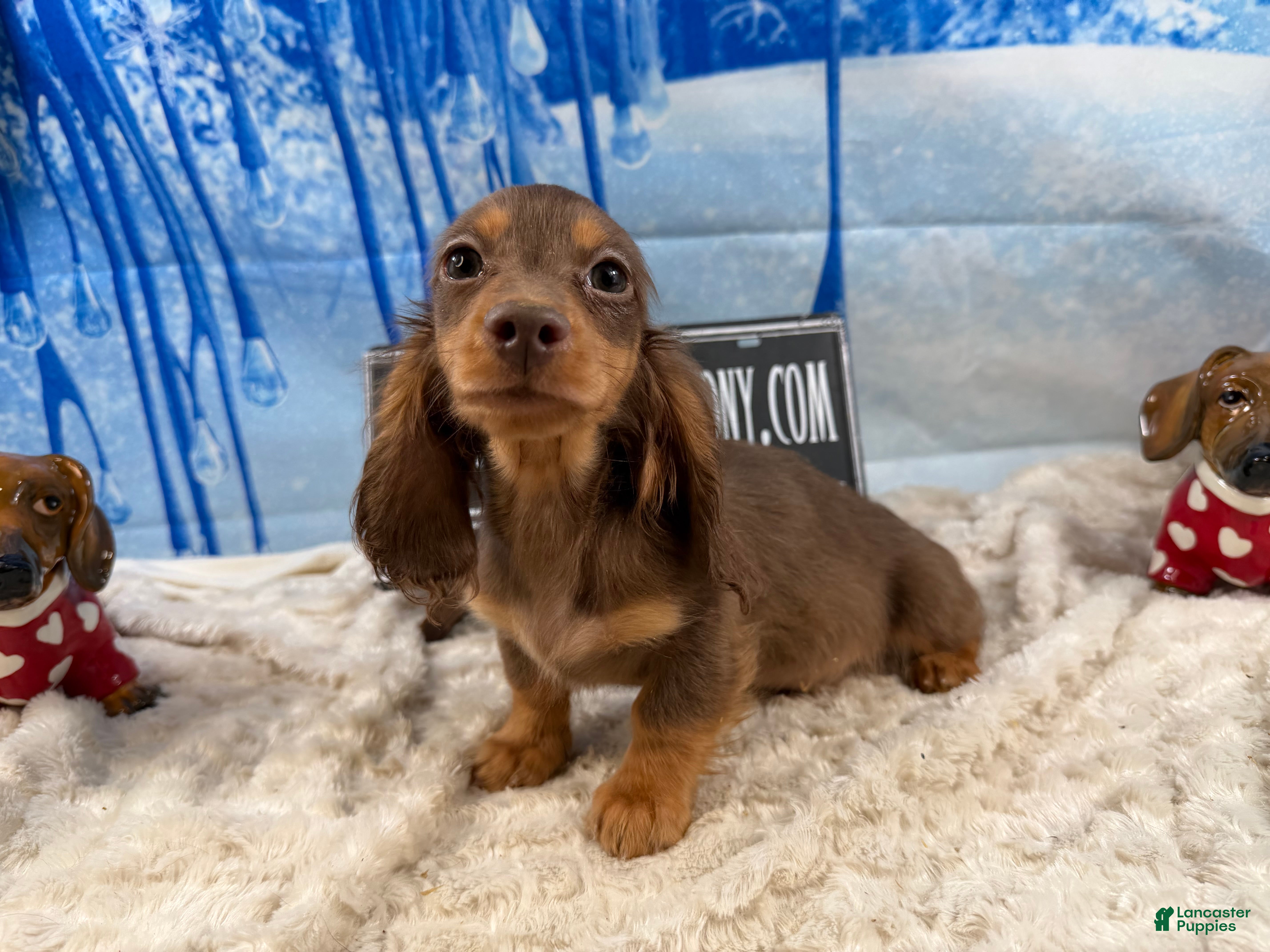 Miniature Dachshund dogs Ready Christmas eve - Ad 20