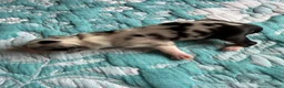 Australian Shepherd dogs for sale: Abilene  - Ad 3