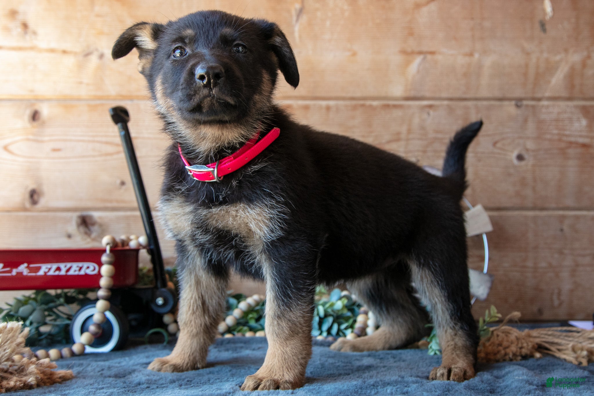 German Shepherd dogs for sale: Miracle - Ad 2