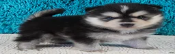 Pomsky dogs for sale: Turner  - Ad 1