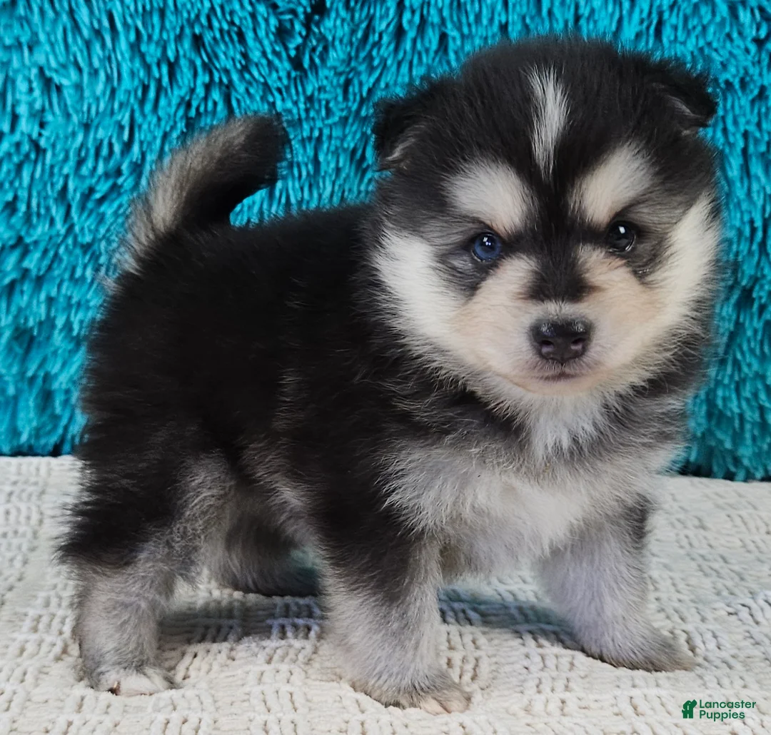 Pomsky dogs for sale: Turner  - Ad 1