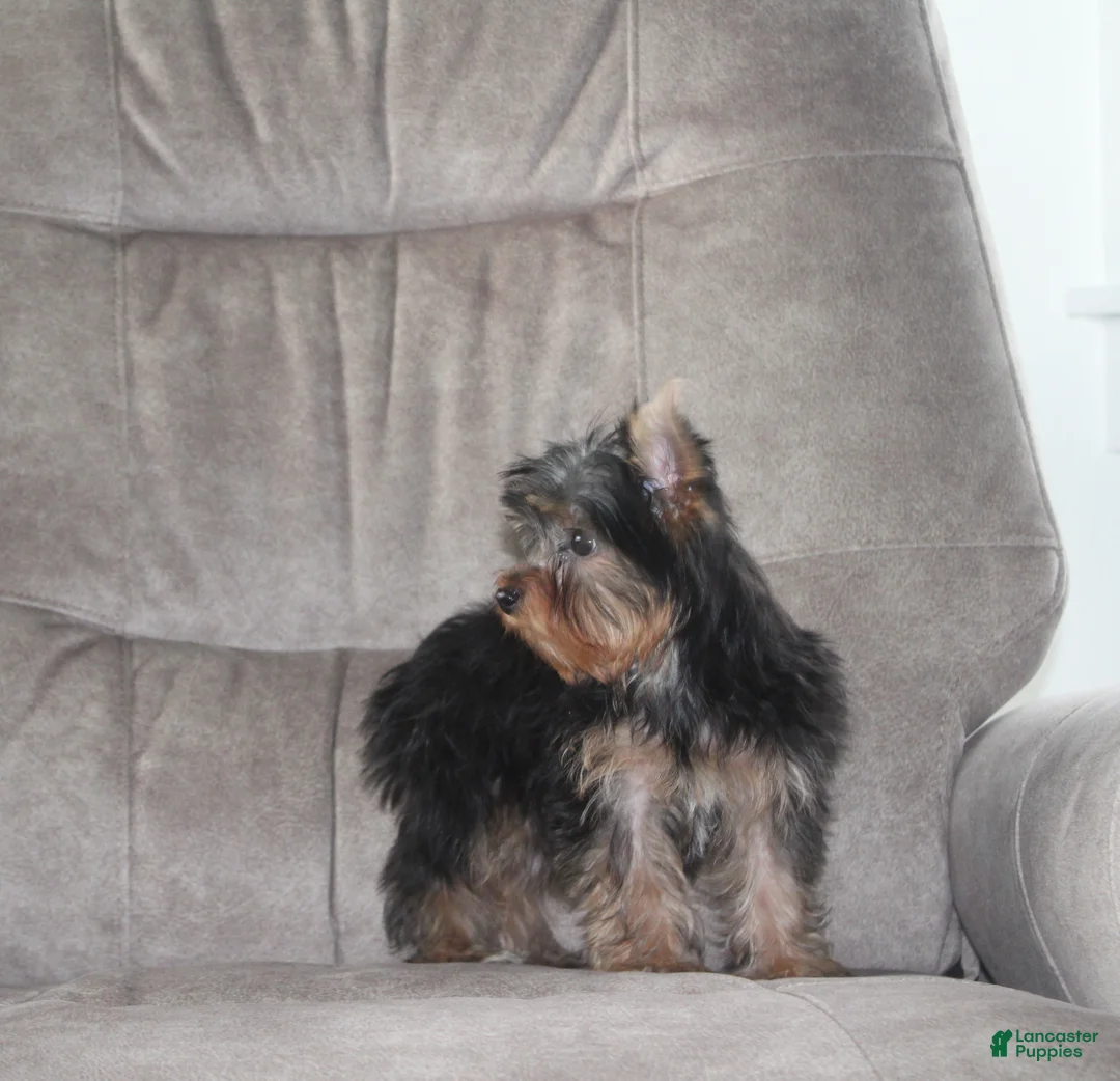 Yorkshire Terrier dogs for sale: Benji - Ad 8