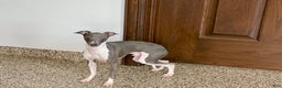 Italian Greyhound dogs for sale: Clayton - Ad 3
