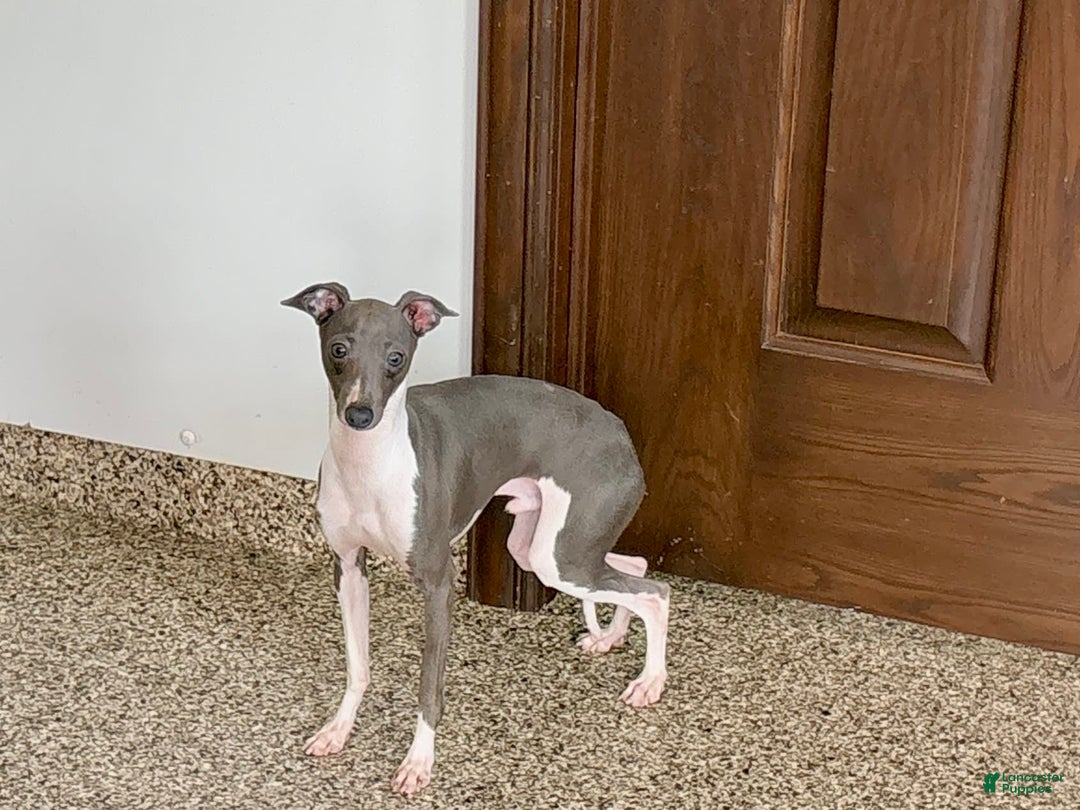 Italian Greyhound dogs for sale: Clayton - Ad 3