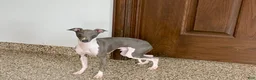 Italian Greyhound dogs for sale: Clayton - Ad 3