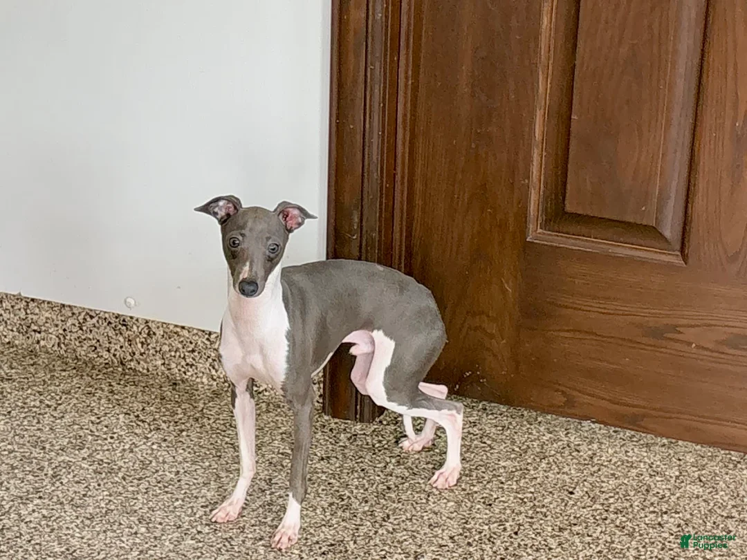Italian Greyhound dogs for sale: Clayton - Ad 3