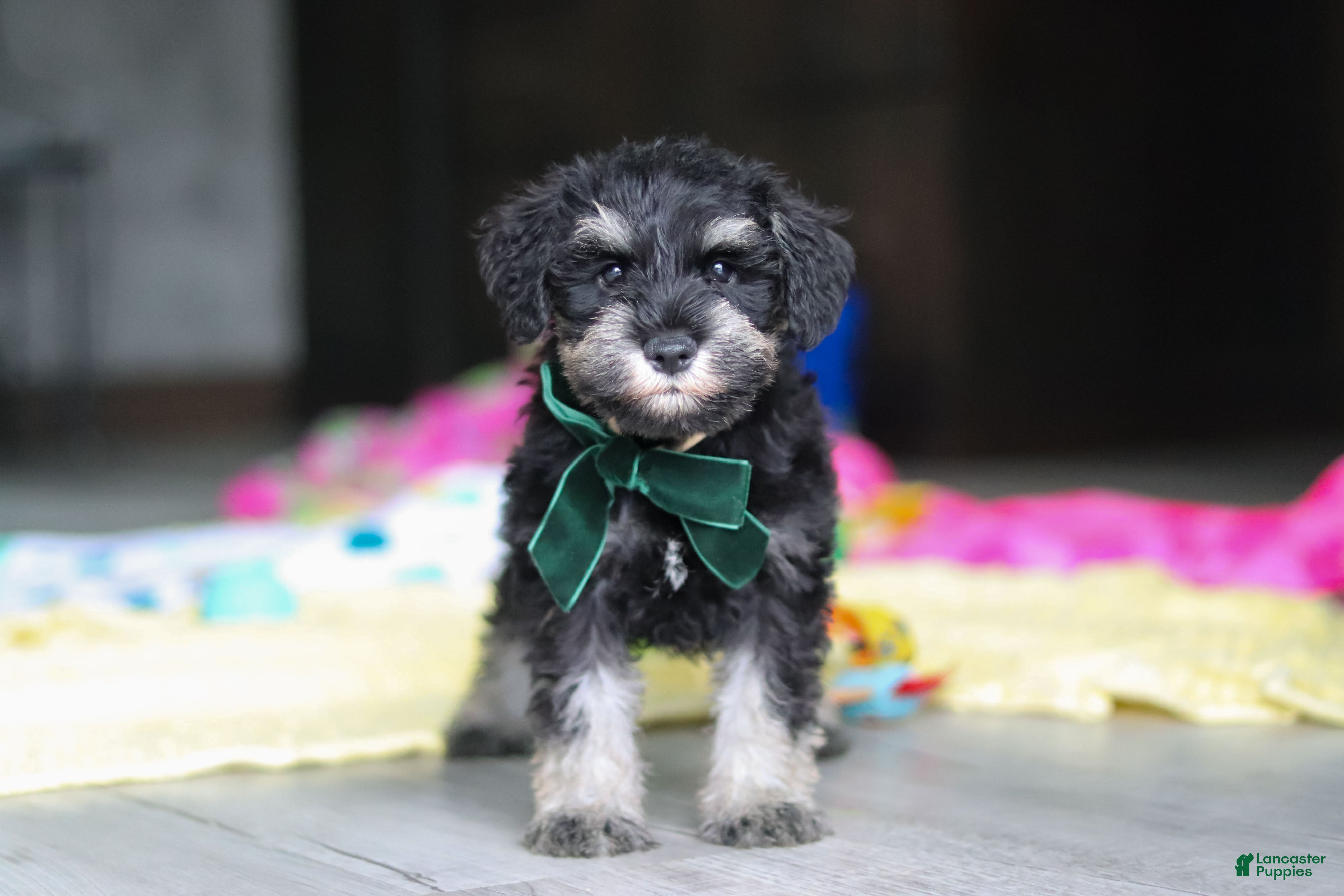 Miniature Schnauzer dogs Percy - Ad 2