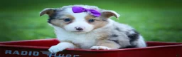 Mixed Breed dogs for sale: Gloria🩷  - Ad 3