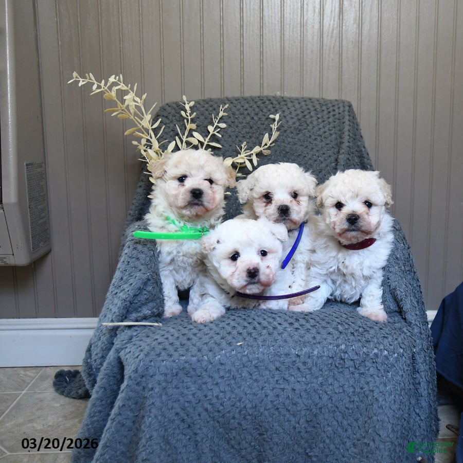 Bichon Frise dogs Sallie - Ad 2