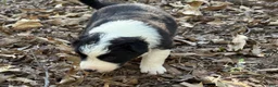 Border Collie dogs for sale: Nigella - Ad 4