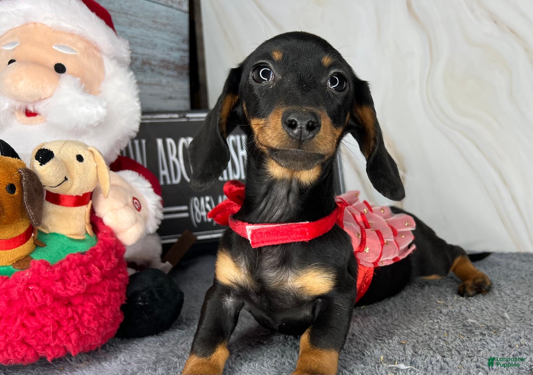 Miniature Dachshund dogs for sale: AKC Champion import - Ad 18