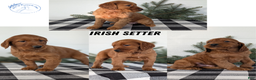 Irish Setter dogs for sale: Elmo - Ad 11