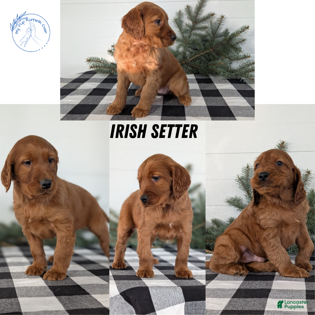 Irish Setter dogs for sale: Elmo - Ad 11